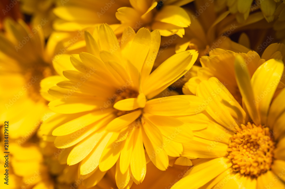 Fototapeta premium Macro shot of vibrant orange Calendula flowers blooming in a summer garden. Beautiful floral background with soft sunlight and natural textures. Pot marigold, selective focus, blur, background