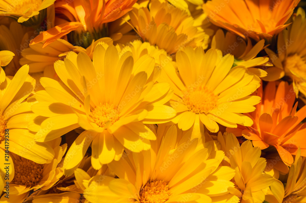 Fototapeta premium Macro shot of vibrant orange Calendula flowers blooming in a summer garden. Beautiful floral background with soft sunlight and natural textures. Pot marigold, selective focus, blur, background