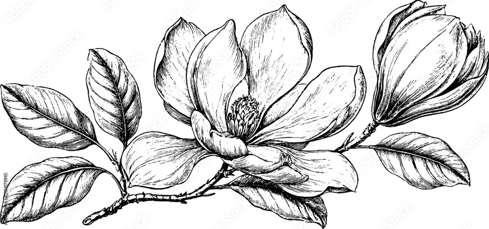 Obraz premium Antique engraving of magnolia branch with open bloom and bud isolated on white for botanical poster design and elegant background use