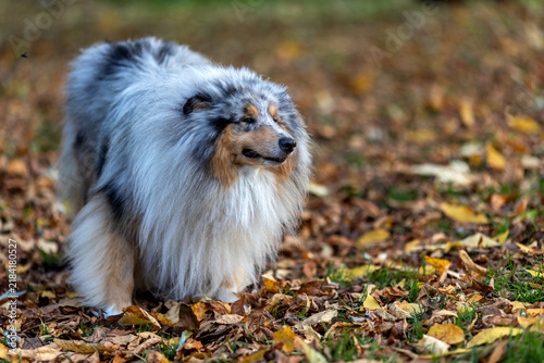Foto Blue Merle Shetland Sheepdog standing among autumn leaves