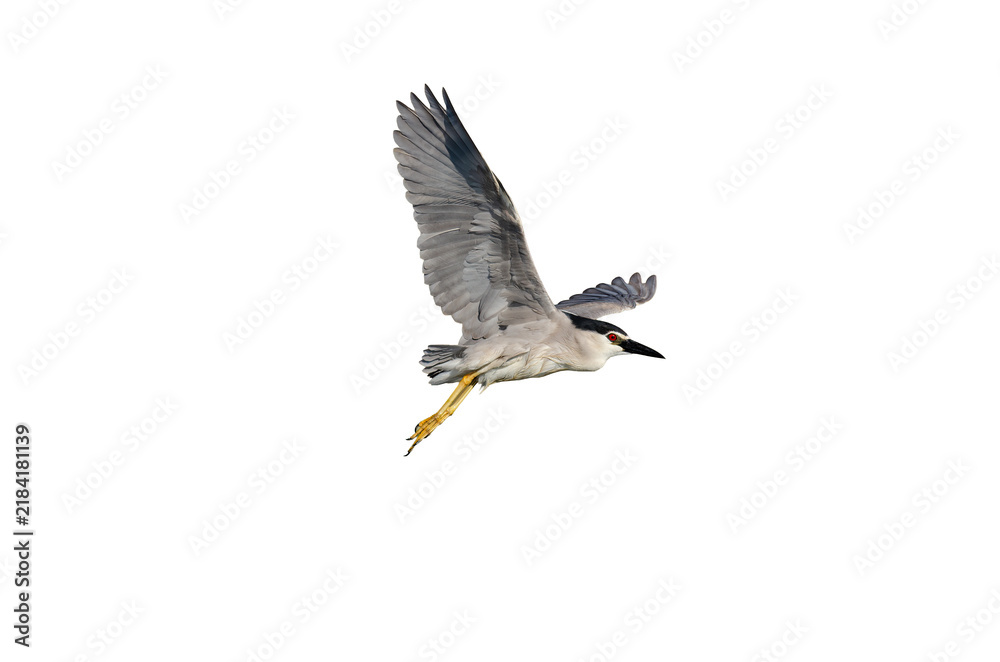 Obraz premium An isolated Black-crowned Night Heron against a transparent background, flying to the right in profile with its wings raised and its legs elegantly extended behind it.