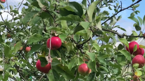 Apple tree branches with red apples sway in the wind, summer in the garden