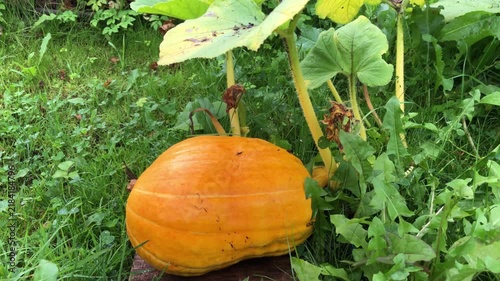 A large orange pumpkin in a garden bed