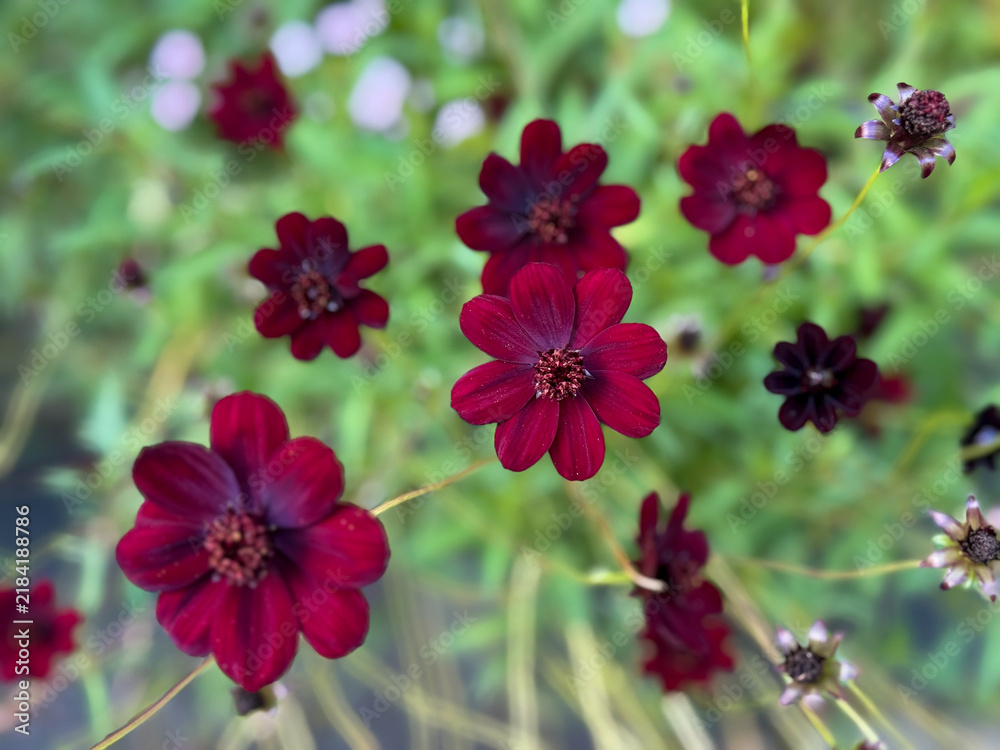 Fototapeta premium Deep Red Chocolate Cosmos flowers Cosmos atrosanguineus with soft blurred background close-up