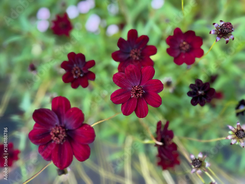 Deep Red Chocolate Cosmos flowers Cosmos atrosanguineus with soft blurred background close-up