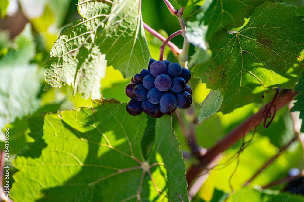Obraz premium Pinot Noir wine grape harvest in France, in regions Champagne, Burgundy, Alsace, Loire, making of iconic french dry red wines, bunch of grapes