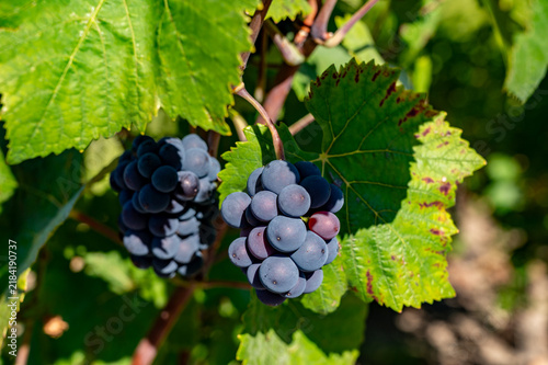 Pinot Noir wine grape harvest in France, in regions Champagne, Burgundy, Alsace, Loire, making of iconic french dry red wines, bunch of grapes