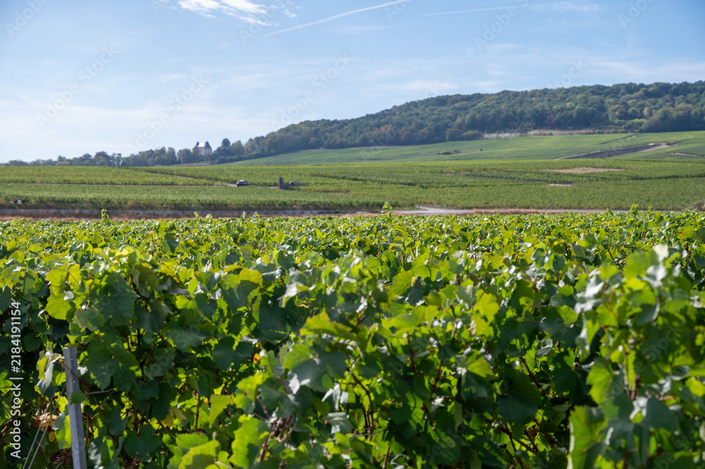 Obraz premium View of Champagne vineyards after harvest, near Cramant and Avize, Chardonnay grape variety parcels across the scenic Cote des Blancs, France