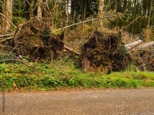 Fotografie Fallen tree with exposed roots lies in forest clearing