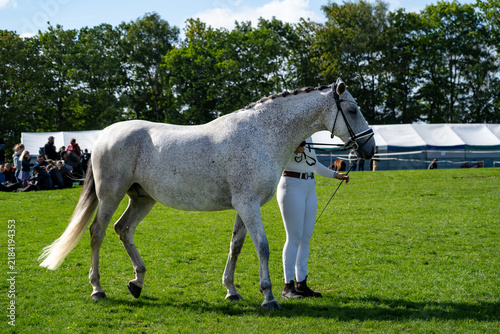 Fotografía Two golden horses cantering together before a seated crowd