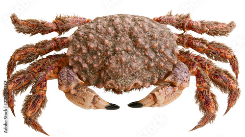 Isolated hairy spider crab with rough shell, marine animal, ocean crustacean wildlife