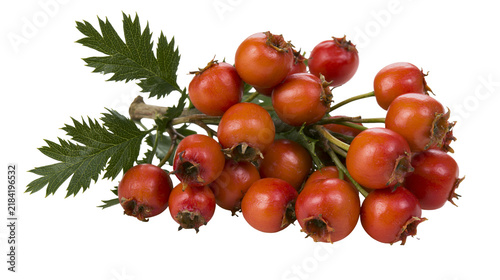 Quadro su tela Isolated fresh hawthorn berries with vibrant green leaves on a branch, natural autumn fruit