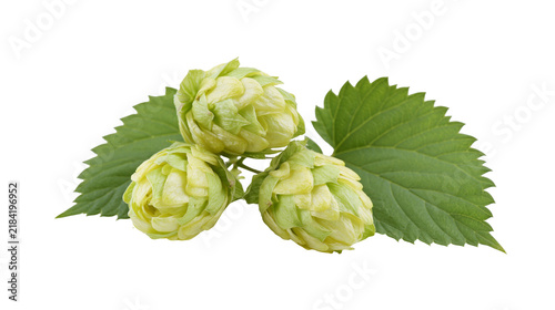 Cuadro en lienzo Isolated fresh green hop cones and leaves, essential ingredient for brewing craf