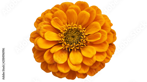 Obraz na plátne Isolated vibrant orange zinnia flower with perfectly layered petals and detailed