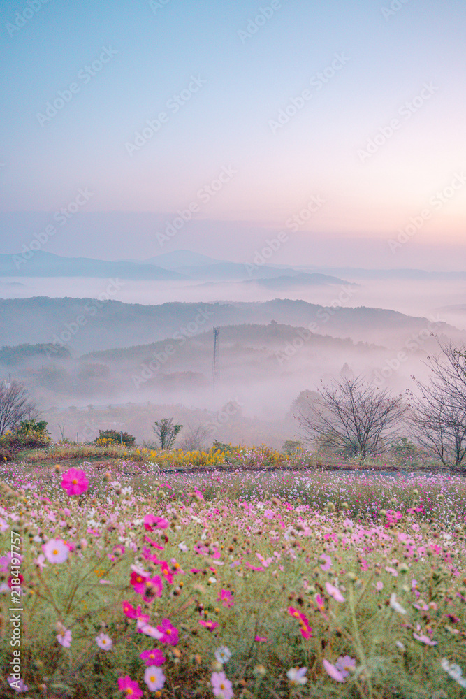 Fototapeta premium 朝焼けに染まる山々とピンクのコスモス畑の美しい風景