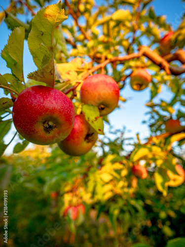 Reife rote Äpfel an einem Apfelbaum in einer Plantage