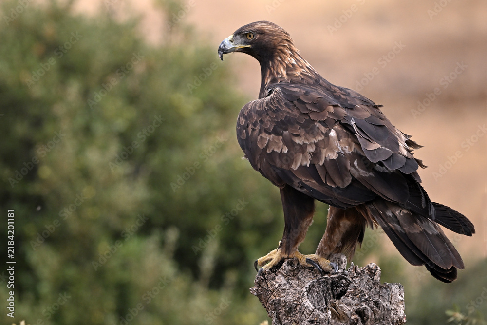 Fototapeta premium a seriuos golden eagle in spain in freedom