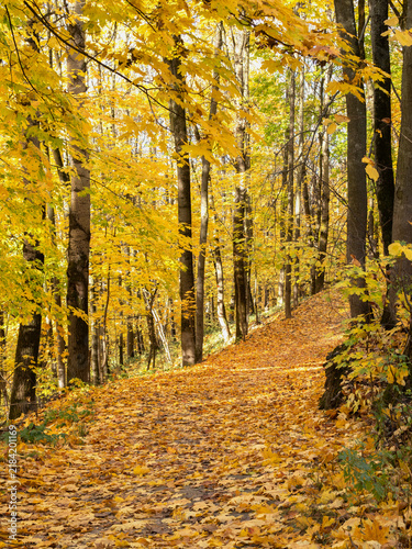 Golden autumn in the forest. A carpet of yellow maple leaves on the path.