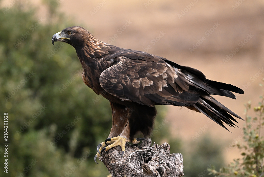 Fototapeta premium a majestic golden eagle in freedom in spain