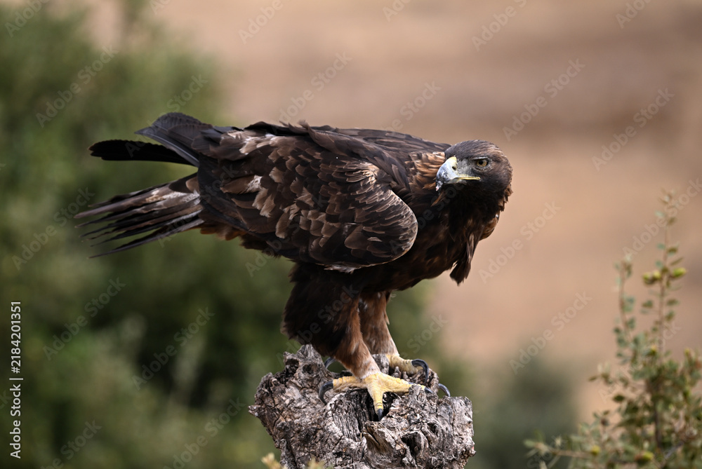 Fototapeta premium a majestic golden eagle in freedom in spain