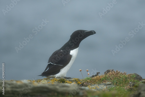 Stunning wildlife photography of Atlantic puffins and razorbills in their natural coastal cliff habitat by the ocean.