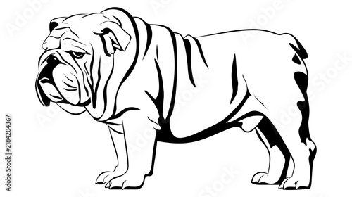 Foto Isolated powerful purebred English bulldog line art illustration standing, side view domestic pet
