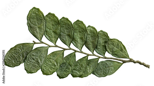 Photography Isolated branch with dark green textured compound leaves and a rough, natural-lo