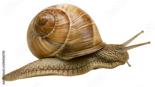 Canvastavla Isolated common garden snail crawling slowly, showcasing its textured body and s