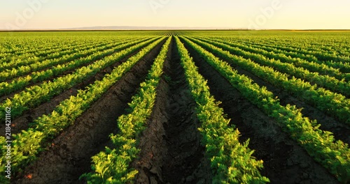 Lush green carrot plantation illuminated by the golden sunset light