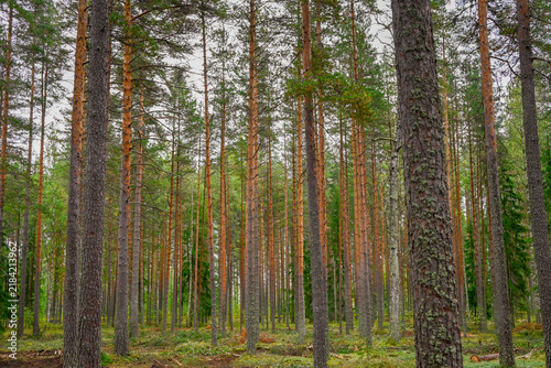 Finnish Scandinavian pine tree forest