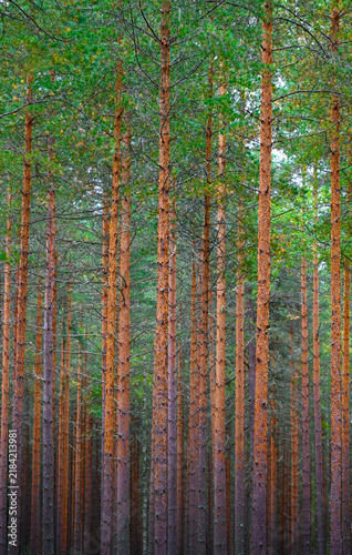 Finnish Scandinavian pine tree forest