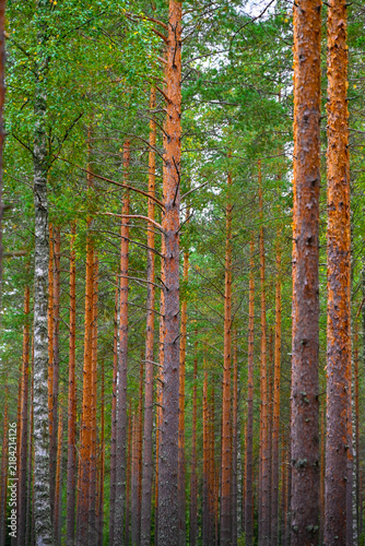 Finnish Scandinavian pine tree forest