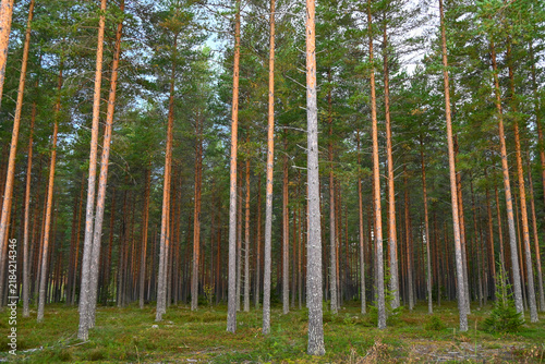 Finnish Scandinavian pine tree forest