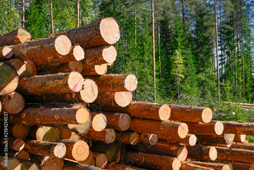 Finnish Scandinavian pine tree forest