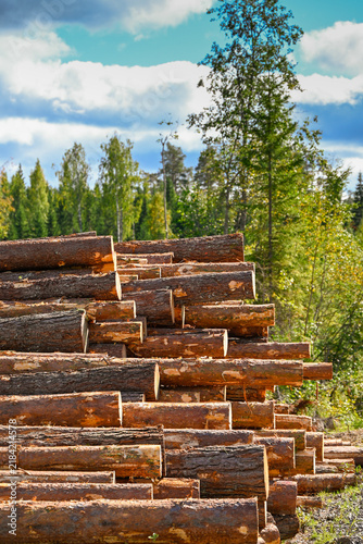 Finnish Scandinavian pine tree forest