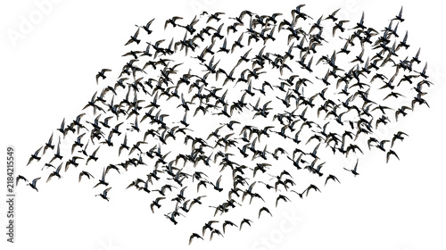 Obraz na płótnie Isolated flock of dark birds flying together in formation, creating a dynamic wi