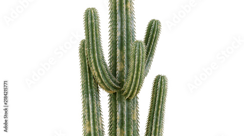 Fotografía Isolated vibrant green desert cactus with tall columnar stems and sharp spines,
