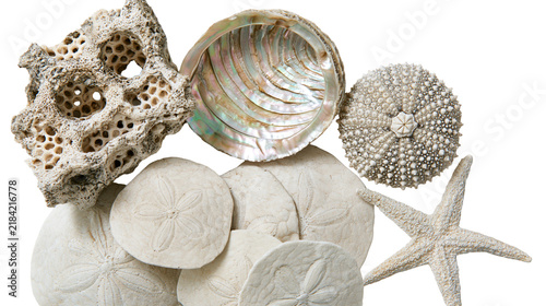 Konstfotografi Isolated collection of natural sea shells coral starfish and sand dollars beach