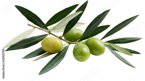 Bild auf Leinwand Isolated Mediterranean olive tree branch with fresh green unripe olives and heal