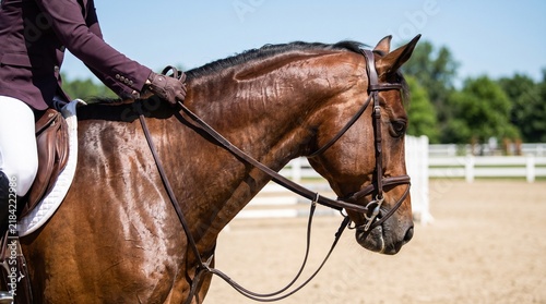 Quadro su tela equestrian sport and horseback riding training