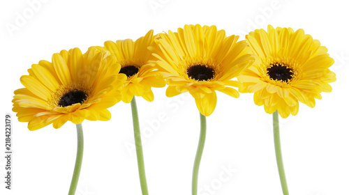 Photography Isolated four bright yellow gerbera daisies with dark centers and green stems st