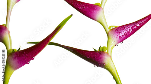 Фотография Isolated tropical flower bracts with vibrant pink color and fresh water droplets