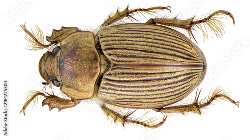 Fotografie Isolated large textured brown beetle with striped elytra and hairy legs, top vie