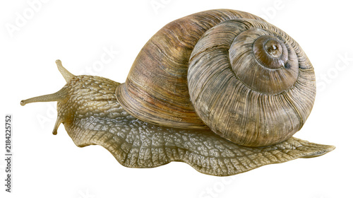 Fotografie Isolated garden snail creeping slowly with its spiral shell, showcasing detailed