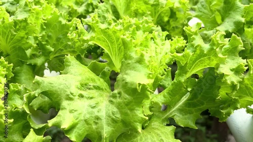 Fresh Green Hydroponic Lettuce Growing In Plastic Pipes