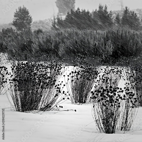 Snowbound meadow with plants in winter weather