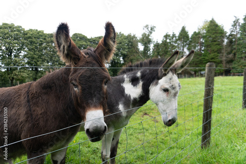 Fotografie Close-up shot of two donkeys peering over a wire mesh farm fence