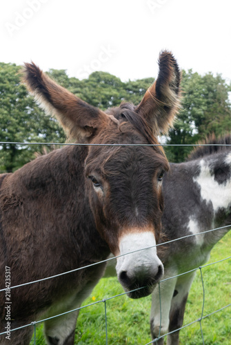 Close-up portrait of a dark brown donkey with a white muzzle and large, furry ears looking over a wire fence. A piebald spotted donkey stands slightly blurred in the grass field behind it.
