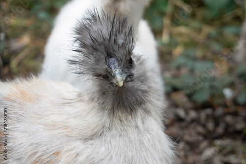 Close-up portrait of a fluffy Silkie chicken showing its distinctively dark face and hair-like plumage. The soft, cream-colored body feathers contrast with the spiky, dark gray crest of feathers cover
