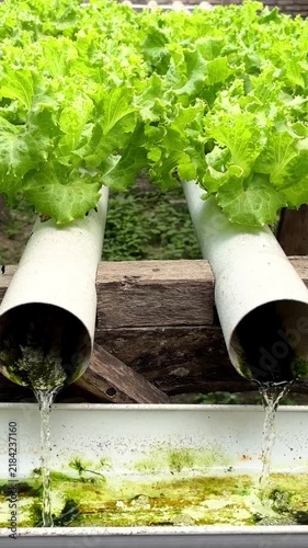 Fresh Green Lettuce Growing In White Polyvinyl Chloride Hydroponic Pipes With Flowing Water System